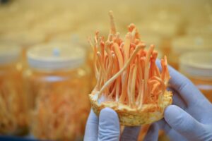 Fungi to Funds- Secure Growth for Your Spores