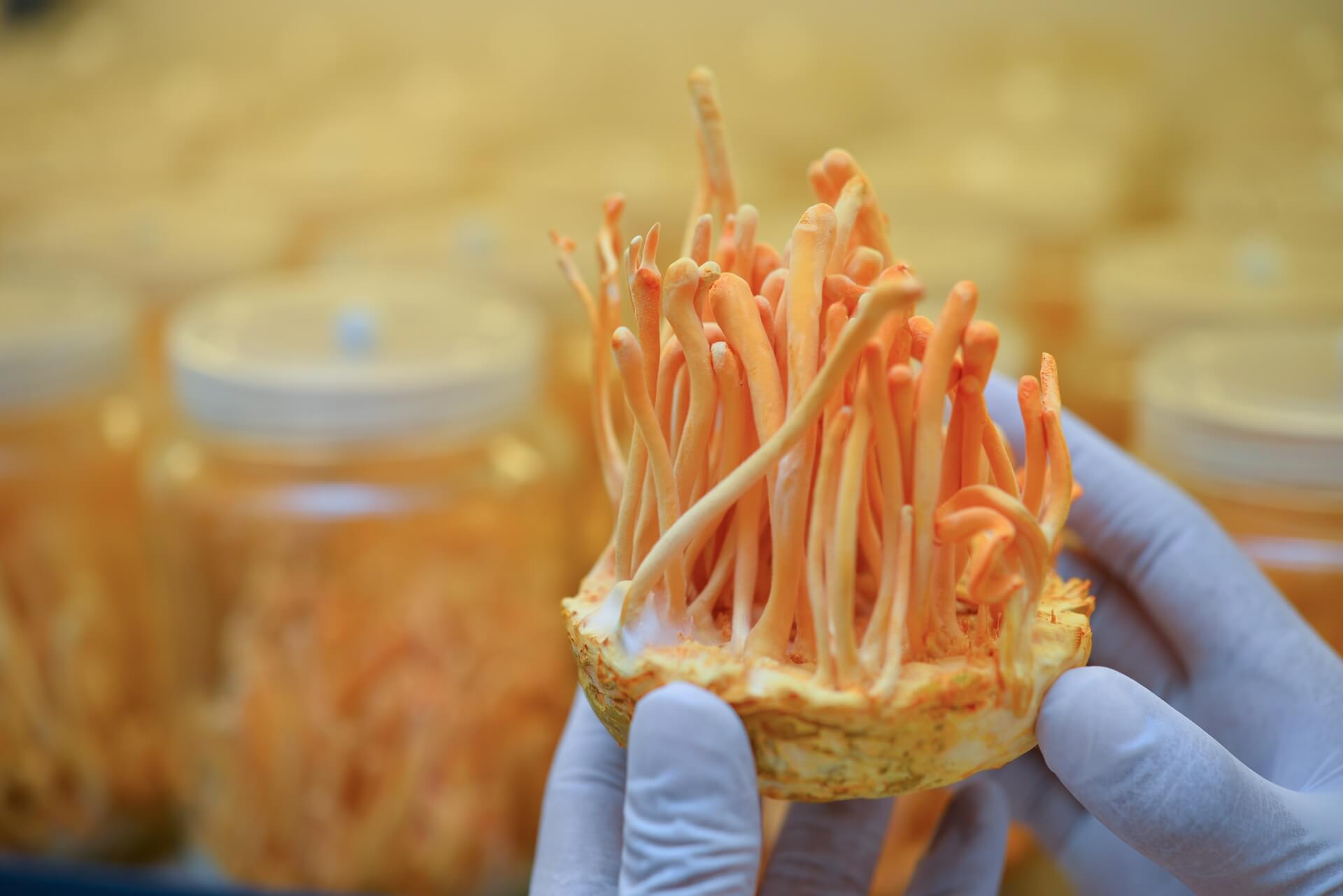 Fungi to Funds- Secure Growth for Your Spores