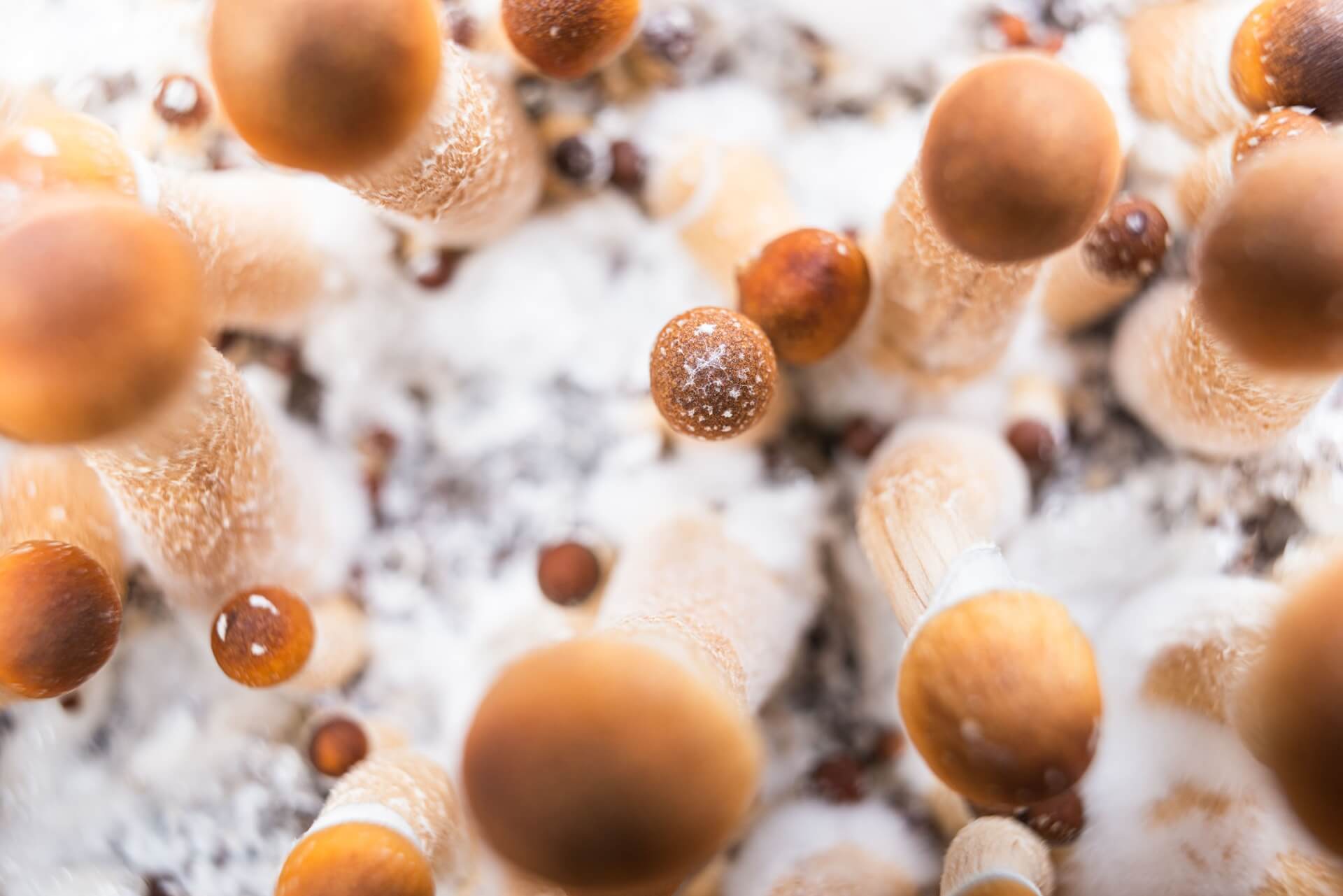 Fungi to Funds- Secure Growth for Your Spores