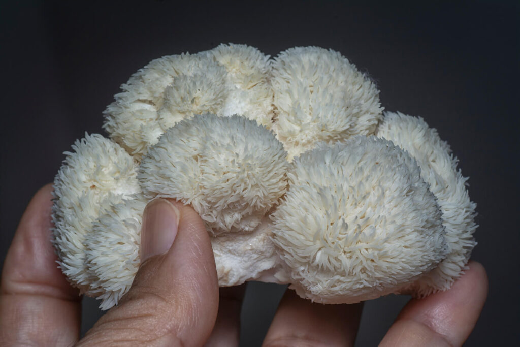 close-shot-white-colored-lions-mane-mushroom