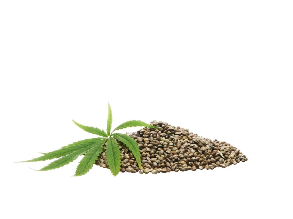 dof-cannabis-hemp-seeds-wooden-bowl-isolated-white-background-closeup-macro-depth-field