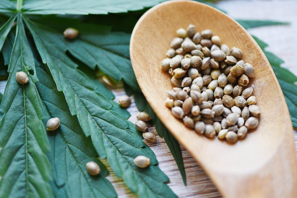 marijuana-seeds-wooden-spoon-marijuana-leaf-wood-cannabis-seeds-hemp-medical
